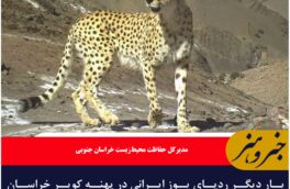 بار دیگر ردپای یوز ایرانی در پهنه کویر خراسان جنوبی دیده  شد