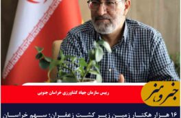 ۱۶ هزار هکتار زمین زیر کشت زعفران؛ سهم خراسان جنوبی از طلای سرخ ایران
