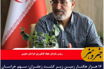 ۱۶ هزار هکتار زمین زیر کشت زعفران؛ سهم خراسان جنوبی از طلای سرخ ایران