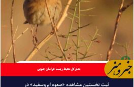 ثبت نخستین مشاهده «صعوه ابروسفید» در خراسان جنوبی