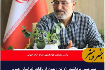 پیش‌بینی برداشت ۷۰ تن زیتون از باغات خراسان جنوبی