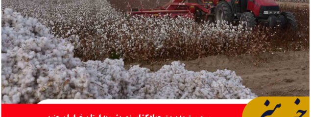 بشرویه خراسان جنوبی؛ قطب تولید پنبه استان با ۳۴۰۰ هکتار سطح زیرکشت