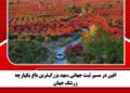 افین در مسیر ثبت جهانی ،مهد بزرگ‌ترین باغ یکپارچه زرشک جهان