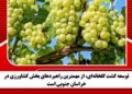 زایش ۱۵ درصدی برداشت انگور از تاکستان های خراسان جنوبی